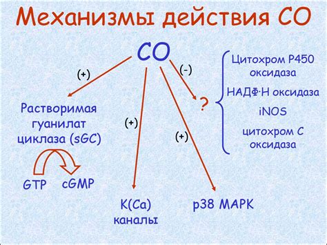 Роль физиологических функций клеточного сока в организме