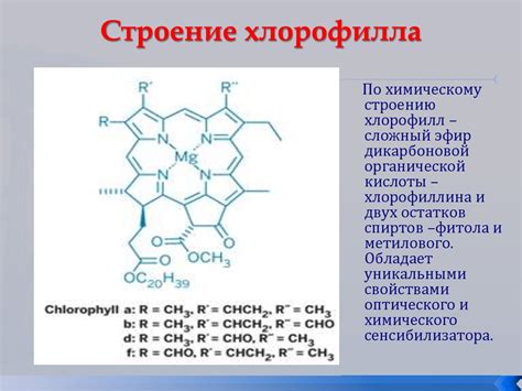 Роль хлорофилла и фитогормонов