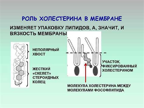 Роль холестерина в клеточной мембране