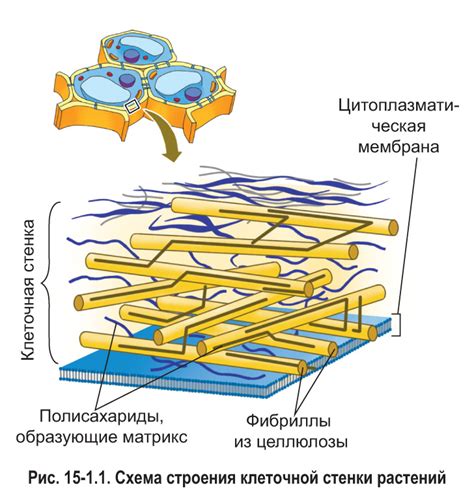 Роль целлюлозы в поддержке формы и прочности клеток