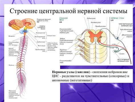 Роль центральной нервной системы