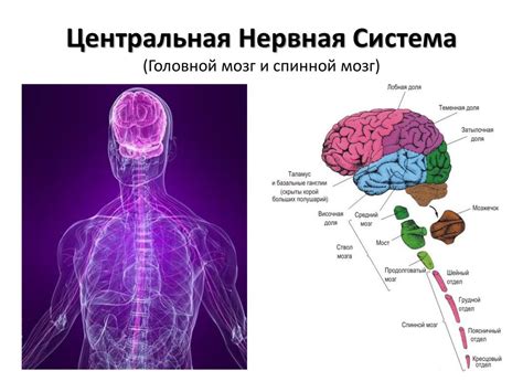 Роль центральной нервной системы в организме