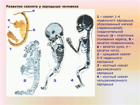 Рост и формирование скелета