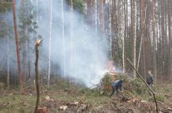 Рубки для санитарной очистки лесов