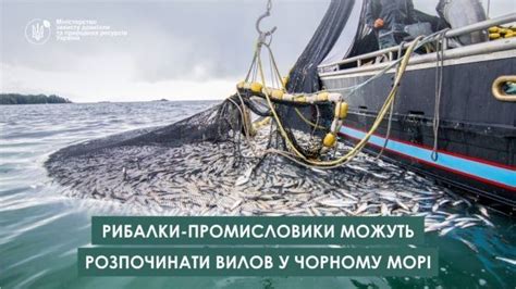 Рыболовство в Черном море: сегодняшняя ситуация