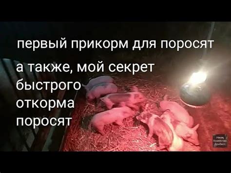 Сбалансированный рацион для недельных поросят