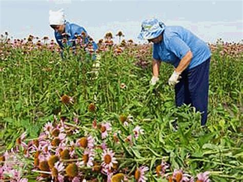 Сбор и обработка растений для создания порошка