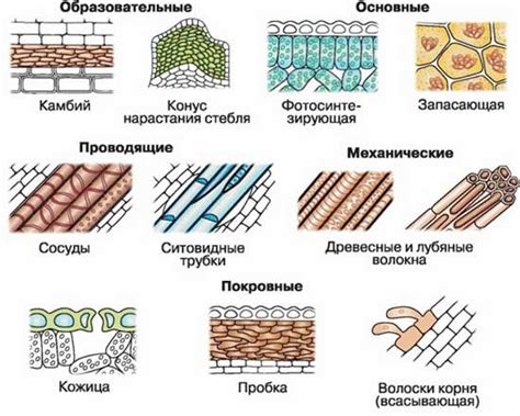 Сбор и описание растительных видов