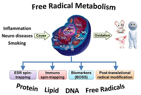 Свободные радикалы: опасное воздействие на организм