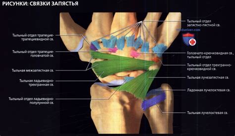 Связки запястья и их роль
