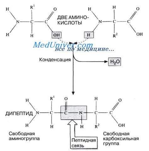 Связь аминокислот с энергетическим обменом