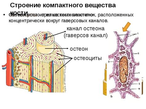 Связь компактного вещества костей с другими тканями организма