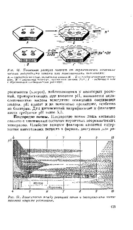 Связь между пережевыванием и всасыванием питательных веществ