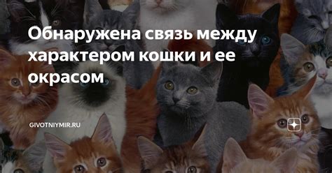 Связь между символами кошки, крови и царапин в сновидениях