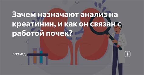 Связь между уровнем креатинина и работой почек