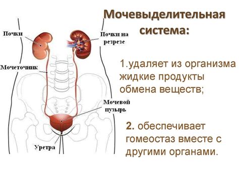 Связь мутной мочи с нарушениями мочеполовой системы