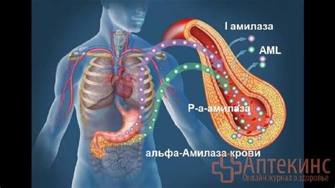 Связь повышенной амилазы с панкреатитом