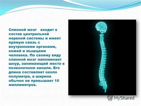 Связь продолговатого мозга с внутренними органами