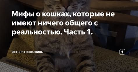 Связь сновидений о кошках с реальностью