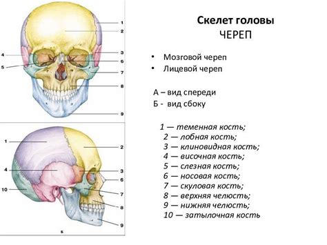 Связь черепа с органами чувств