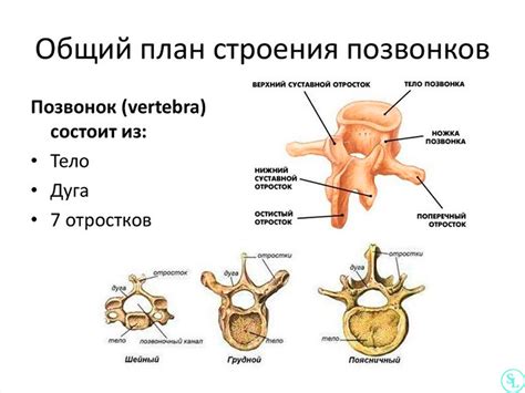 Седалищное окно и позвоночный отросток