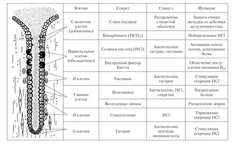 Секреторные клетки желудка и их функции