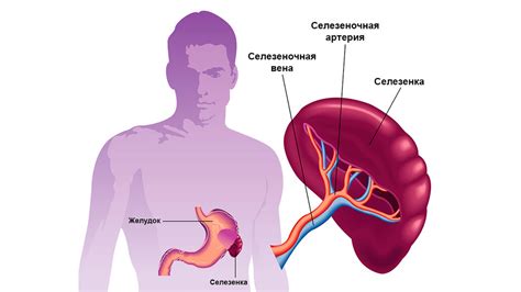 Селезенка: строение и функции