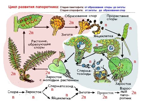 Селективное размножение папоротников