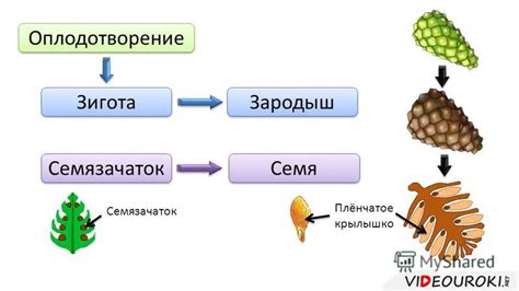 Семена и их участие в размножении