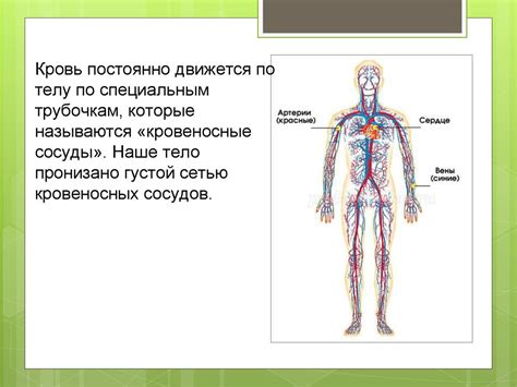 Сердце: основной орган кровеносной системы