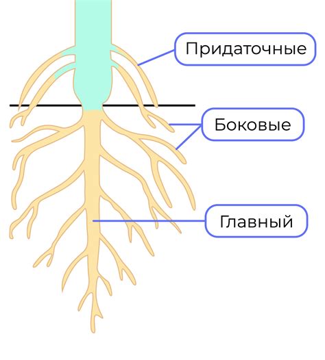 Сетчатые корневые системы