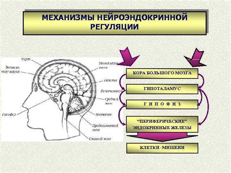 Сигнальные механизмы клетки: коммуникация и регуляция