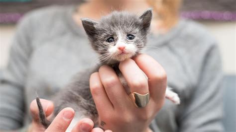 Символизм котят во сне о блохастой кошке