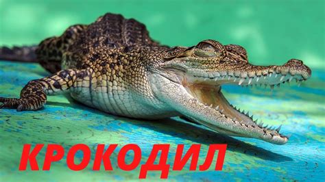 Символика крокодила во сне