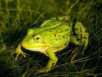 Символика лягушки во сне