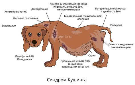 Симптомы гноя в матке у собак