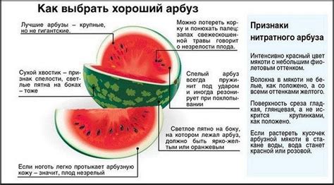 Симптомы зрелого арбуза