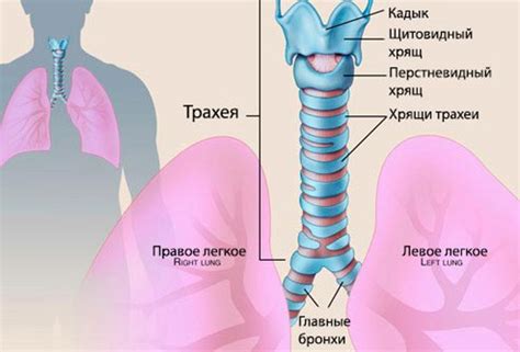 Симптомы и причины трахеита