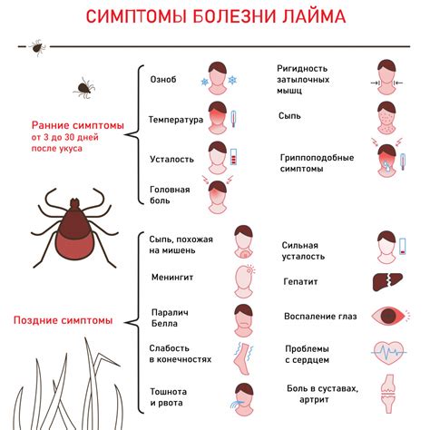 Симптомы и проявления заболеваний, передаваемых клещами