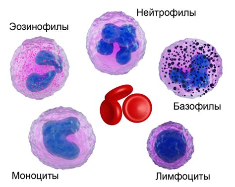 Симптомы и следствия повышенных уровней моноцитов и базофилов