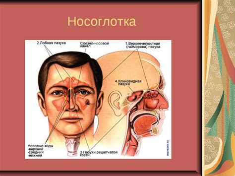 Симптомы наличия жидкости в верхнечелюстной пазухе