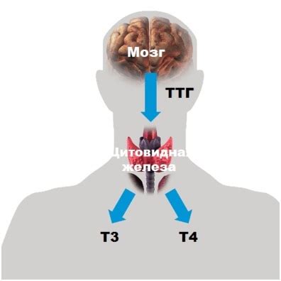 Симптомы низкого уровня гормона ТТГ