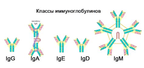 Симптомы повышенного уровня иммуноглобулина М IgM