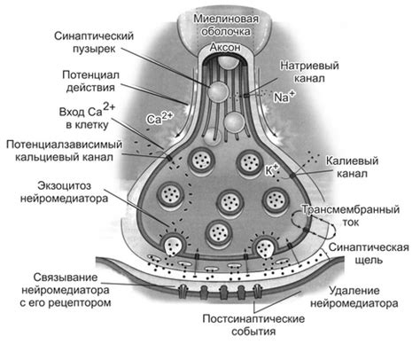 Синапсы