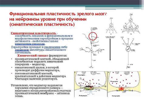 Синаптическая пластичность: способность к изменениям