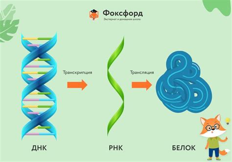 Синтез белка и аминокислотный обмен