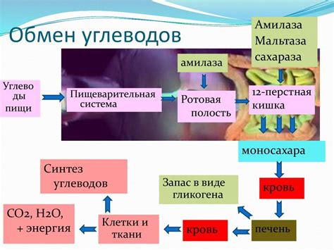 Синтез белков в организме