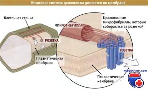 Синтез и образование целлюлозы в клетках