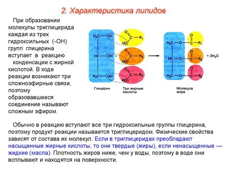 Синтез липидов и углеводов в клетках