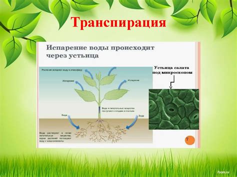 Синтез органических веществ в растении